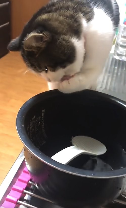 左前足を舐めている猫（ややひき）