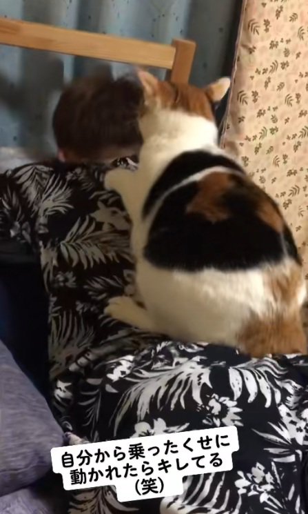 背中の上に乗って猫パンチをやめる猫