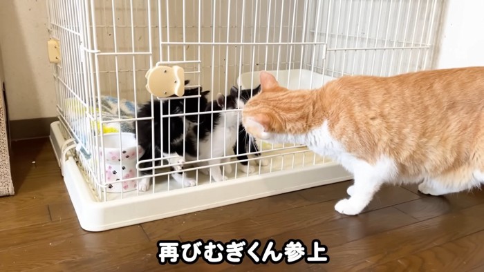 ケージ前にいる茶トラ白猫と子猫たち