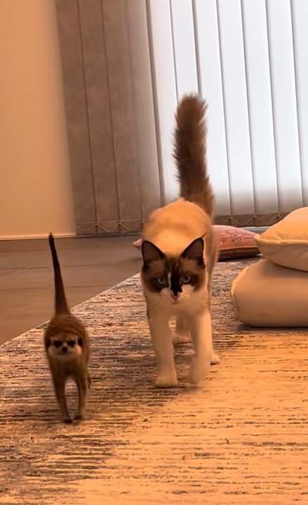 飼い主さんの元へ歩きだす猫についていくミーアキャット