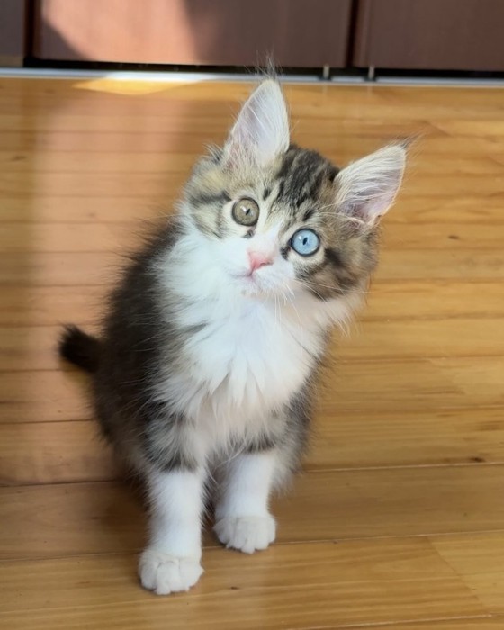 首をかしげる猫