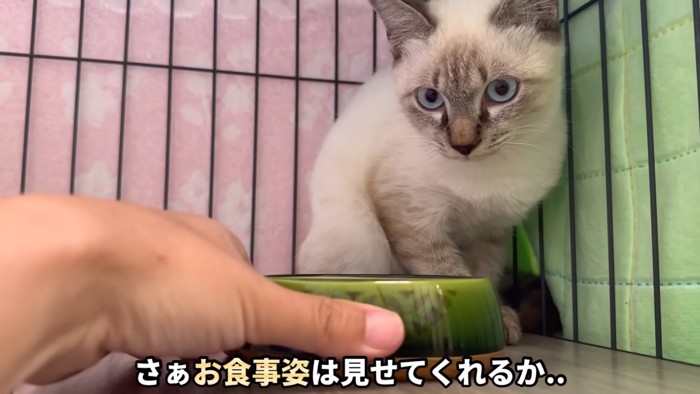 「さぁお食事姿は見せてくれるか…」