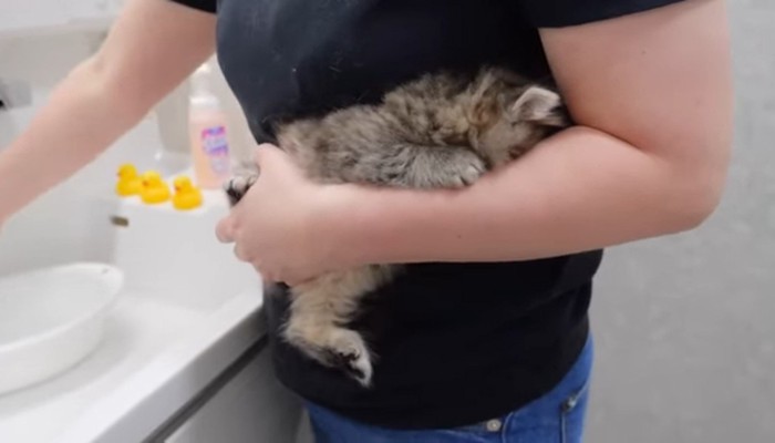 飼い主の腕に顔を埋める子猫