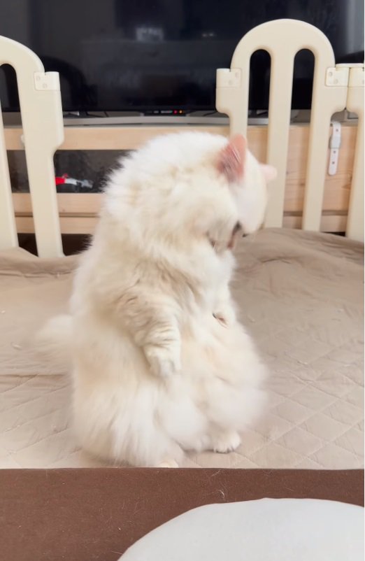 毛づくろいをする猫2