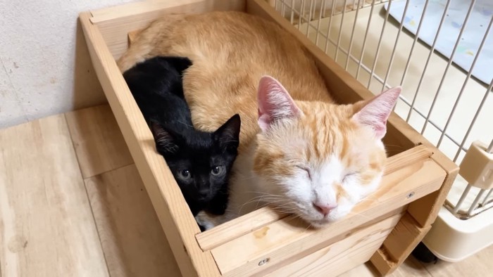 すっぽりはまる子猫