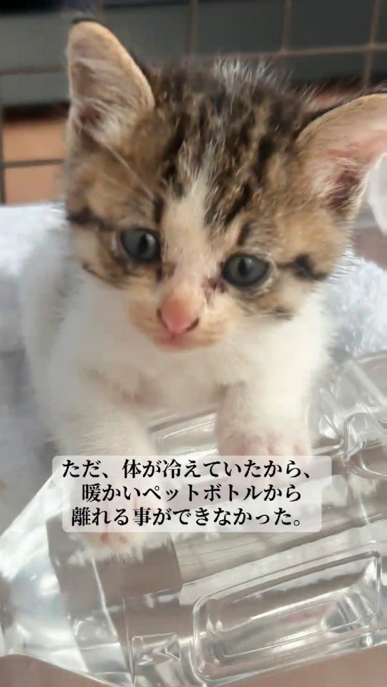 ペットボトルに前足を乗せる子猫