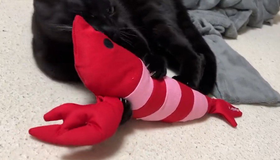 縞模様の黒猫と同じくらいのサイズの海老のぬいぐるみ