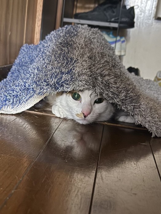 玄関マットの下から顔を覗かせるキジ白猫