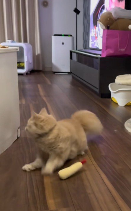 後ろを振り返る猫