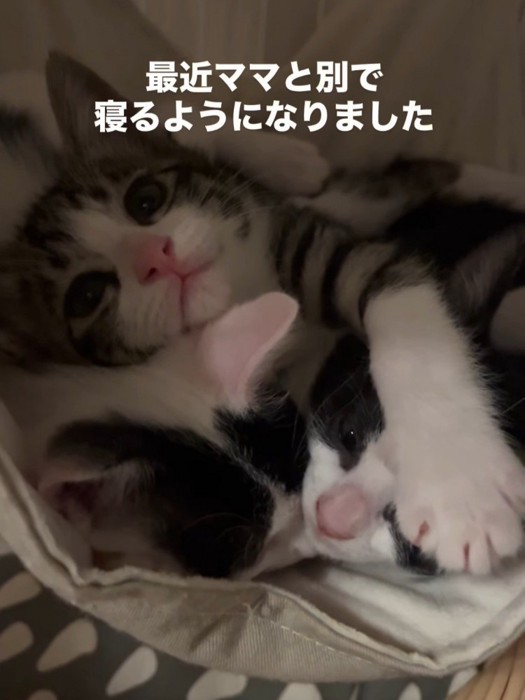 子猫の頭に前足を乗せる子猫
