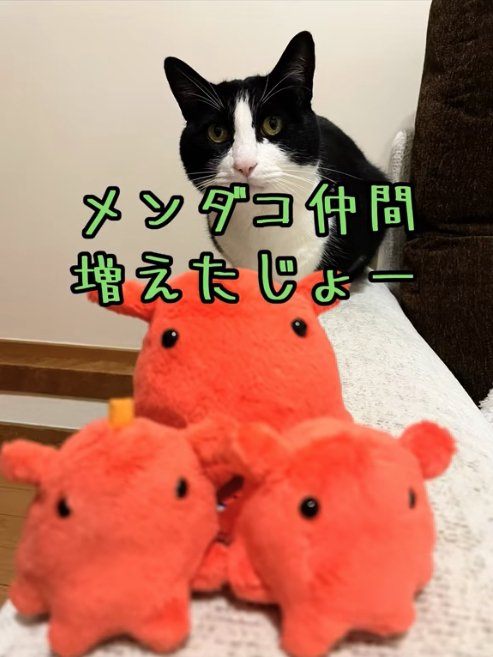 3つのメンダコの後ろにいる猫