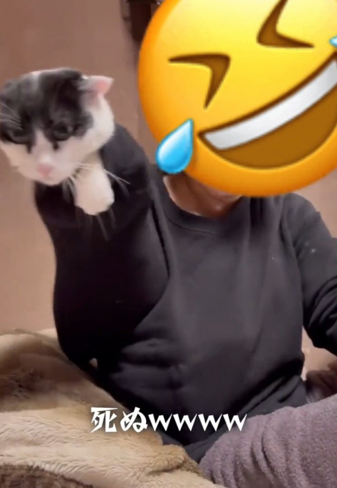 顔だけ浮いているように見える猫