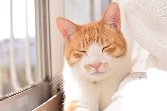 窓辺で日向ぼっこ中の猫