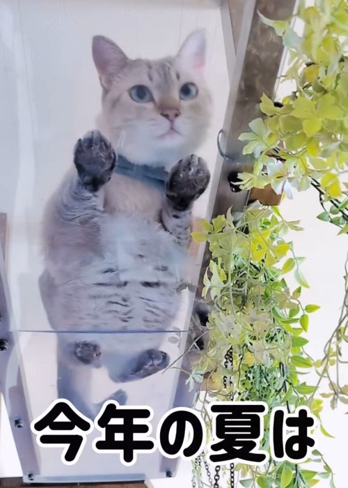 透明のキャットウォークにいる猫