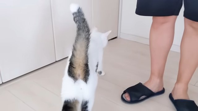 パパ足元猫