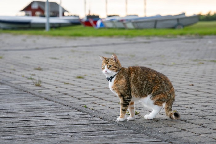 トラッカーをつけた猫