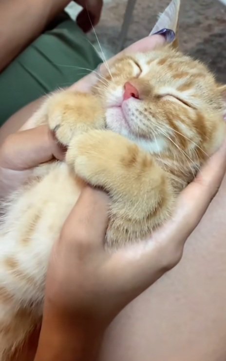 膝の上でへそ天をしている茶トラの猫の顔