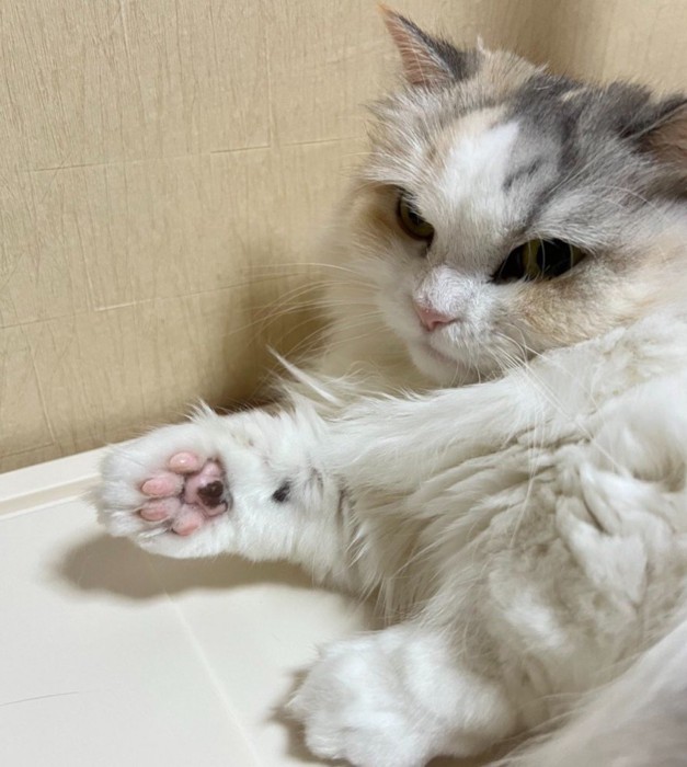 肉球をこちらに向ける猫