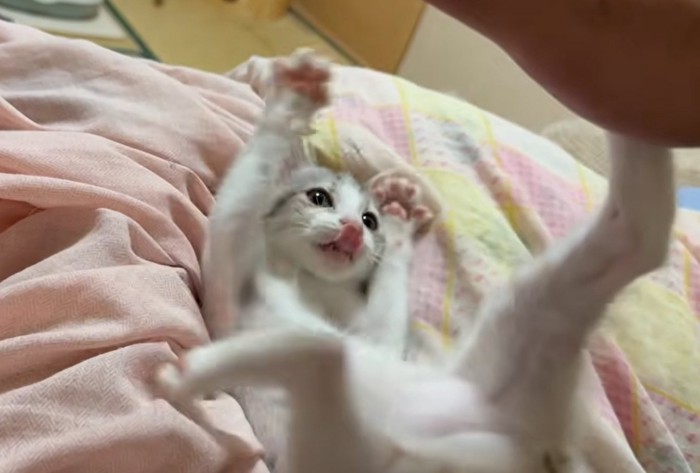 両手両足を広げる子猫