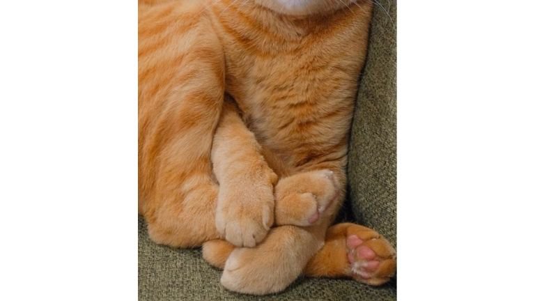 座っている猫
