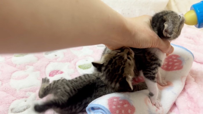 すがる姿