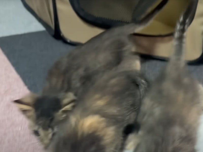 ケージから出た猫