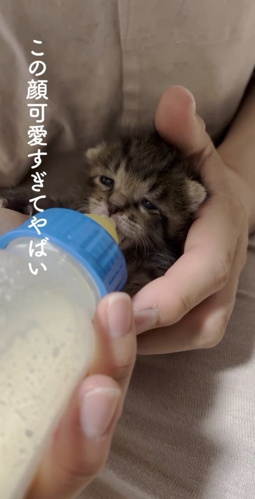 ミルクを飲む子猫