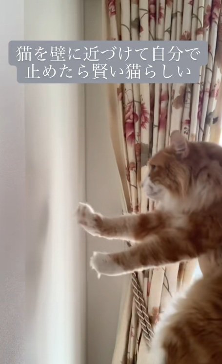 抱きかかえられて壁を向いているノルウェージャンフォレストキャット