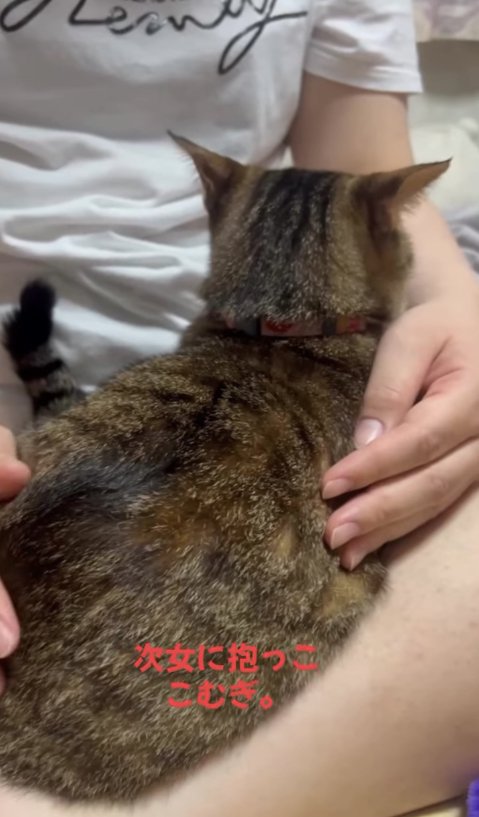 飼い主の膝の上に乗って撫でられている猫の後ろ姿