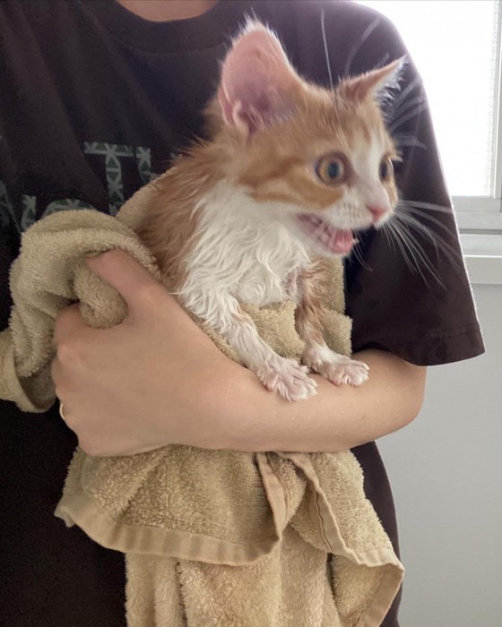 目を丸くして口を開ける猫