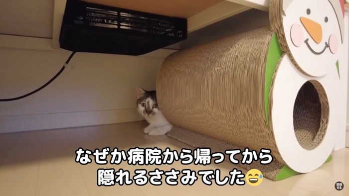 クローゼットの陰に隠れてしまったささみちゃん