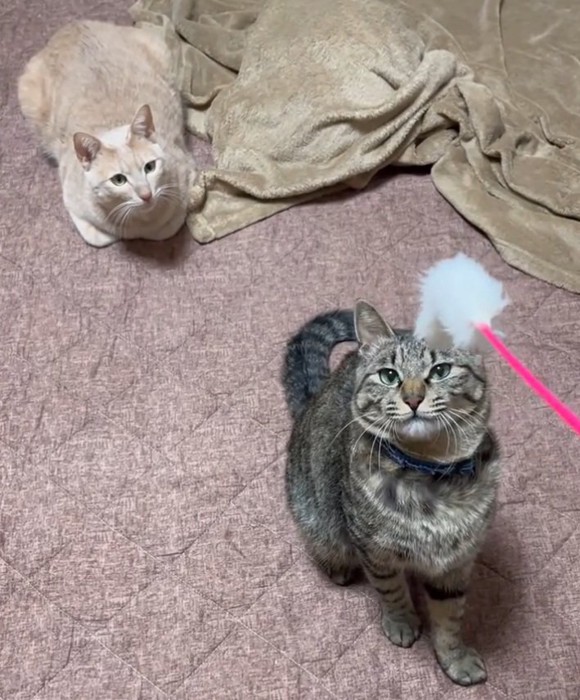 猫じゃらしに夢中な2匹の猫