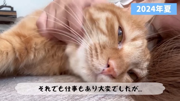 ママと一緒に横になる茶トラ猫