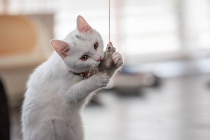 おもちゃを捕まえた猫