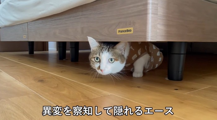 ベッドの下に隠れている猫