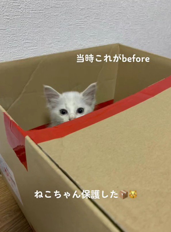 段ボールの中の子猫