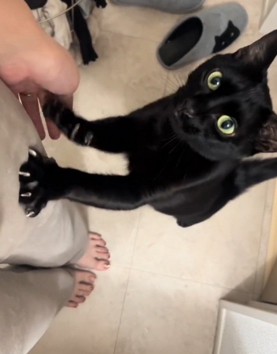 足を掴む猫