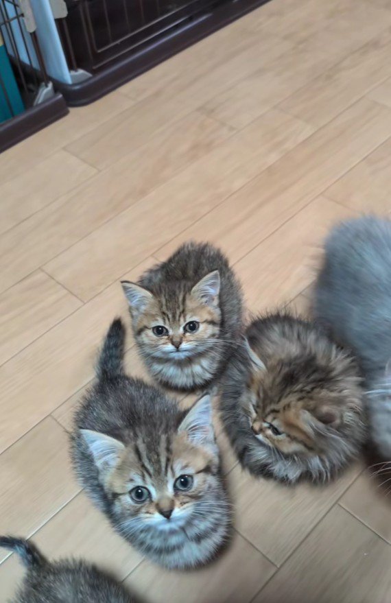 集まっている子猫たち