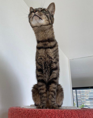 首を長くしてお座りする猫