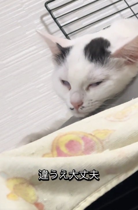白目になって寝始める白黒の猫