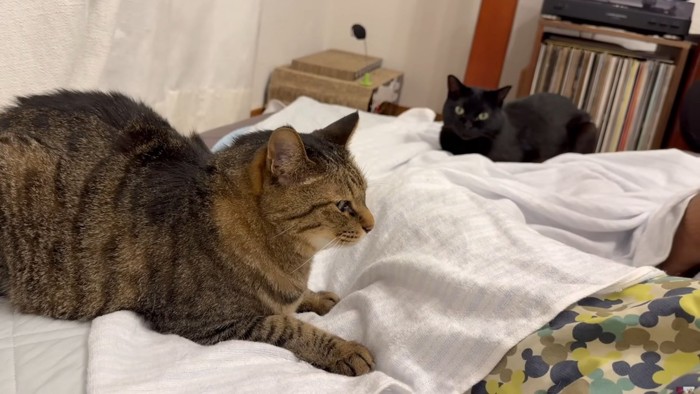 不満げに座るキジトラと後ろから様子を見ている黒猫