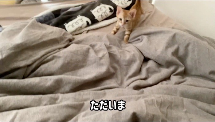 ベッドから立ち上がる猫