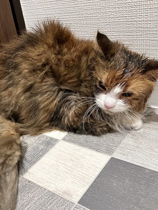 不機嫌な濡れた猫