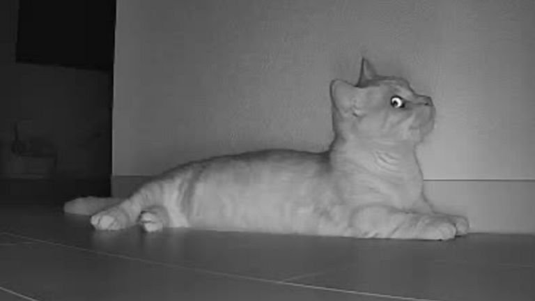 ペットカメラに映る猫