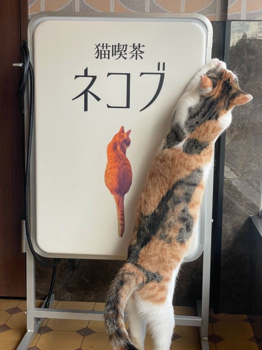 猫喫茶ネコブ
