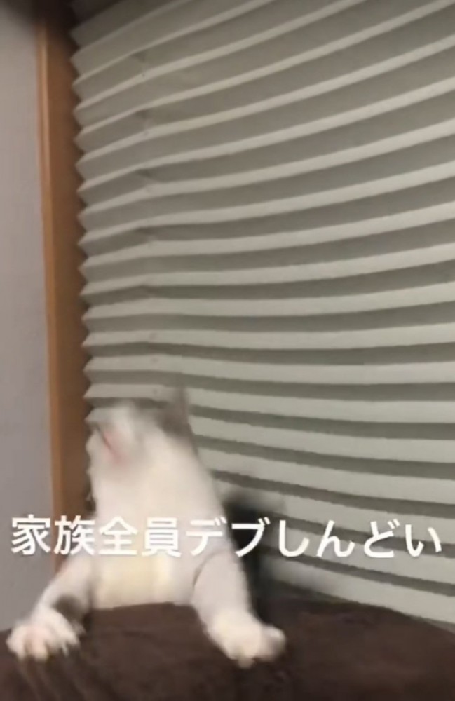 バランスを崩し後ろに落ちたキジ白猫