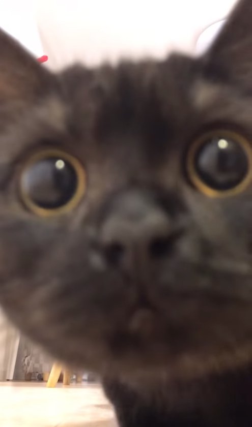 カメラに顔を近づけているピントがずれた黒猫の顔アップ（後ろ足隠れている）
