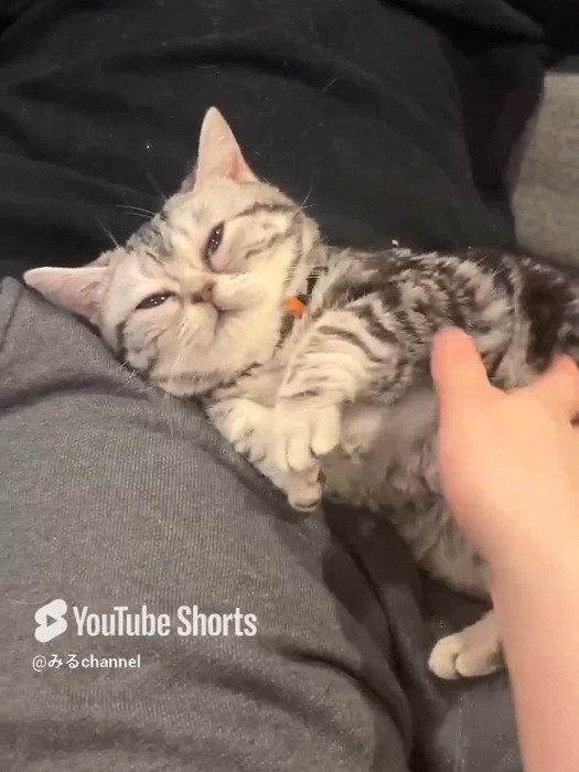 お腹を見せる猫