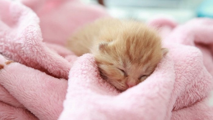 毛布の上で眠る赤ちゃん猫