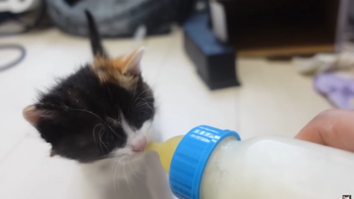 ミルクを前に乳首をくわえた三毛猫